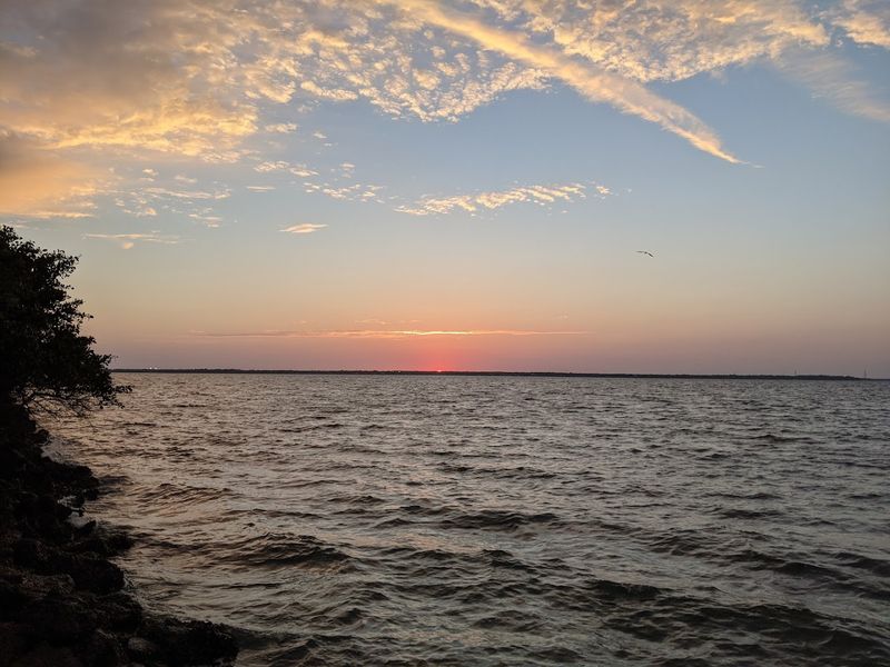 Shelling That Keeps Collectors Coming Back