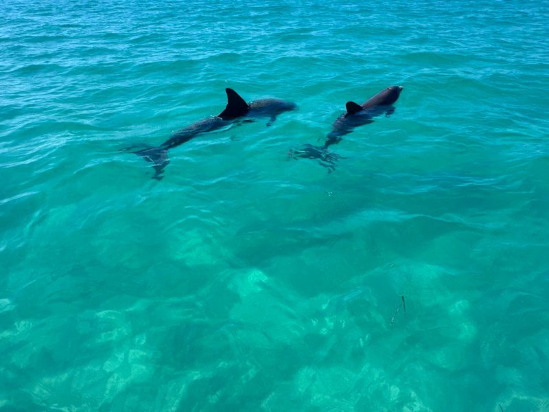 Dolphin Sightings That Happen Without Warning