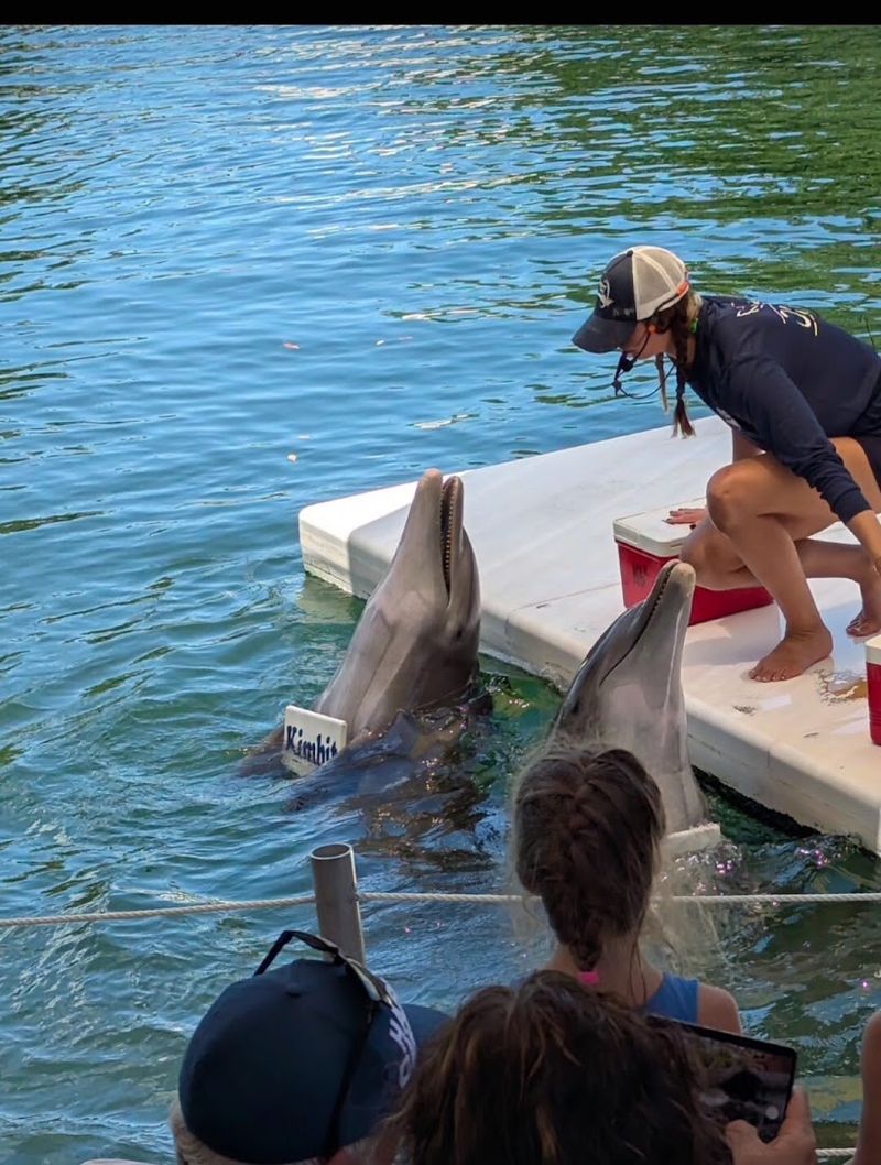 Dolphin Swim Experiences That Put You Right In The Water With the Animals