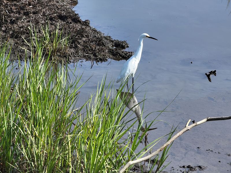Dolphins, Fiddler Crabs, And Chatty Birds Dolphins, Fiddler Crabs, And Chatty Birds
