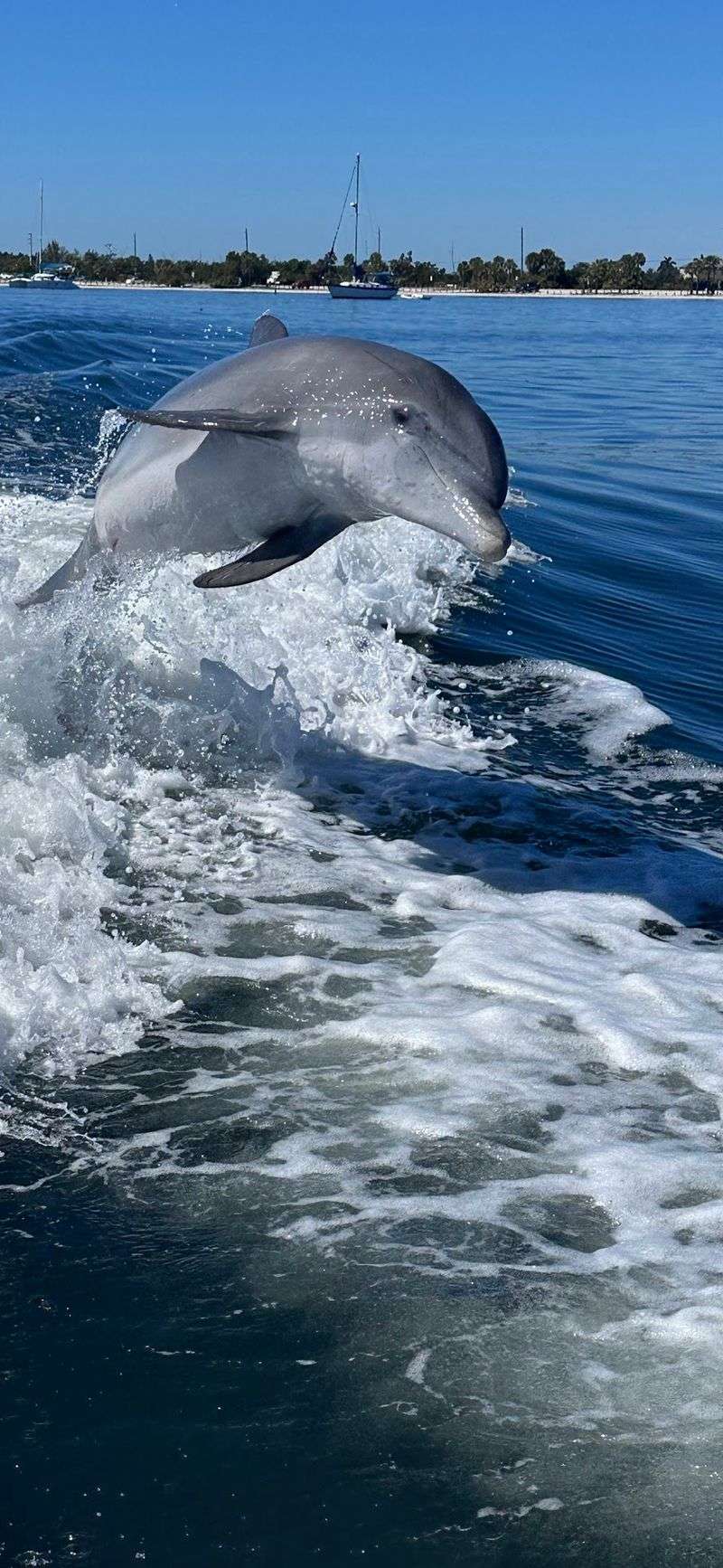 Dolphins, Manatees, And Sharks Nearby