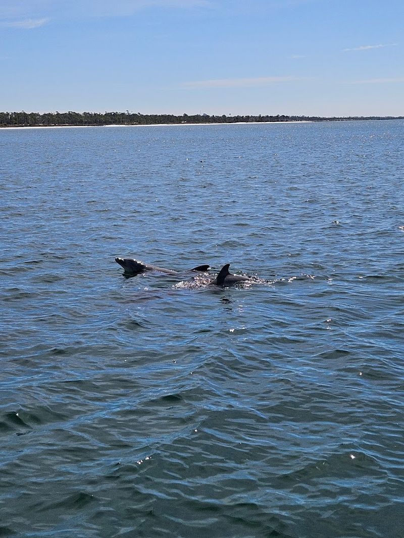 Dolphins Show Up Like They Own The Place Dolphins Show Up Like They Own The Place