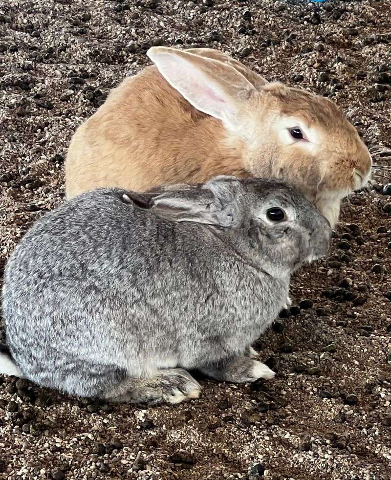 Donkeys, Deer, Bunnies and Other Barnyard Friends