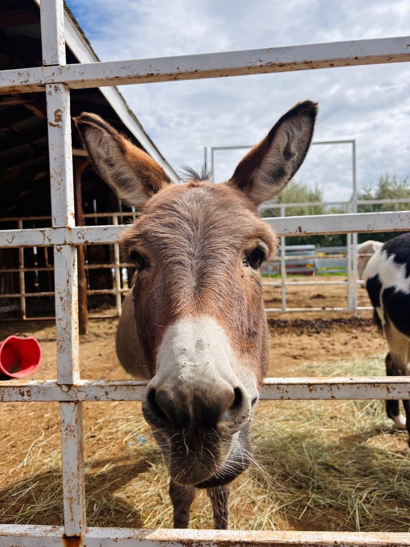 Donkeys Give The Donut Stop Another Chapter