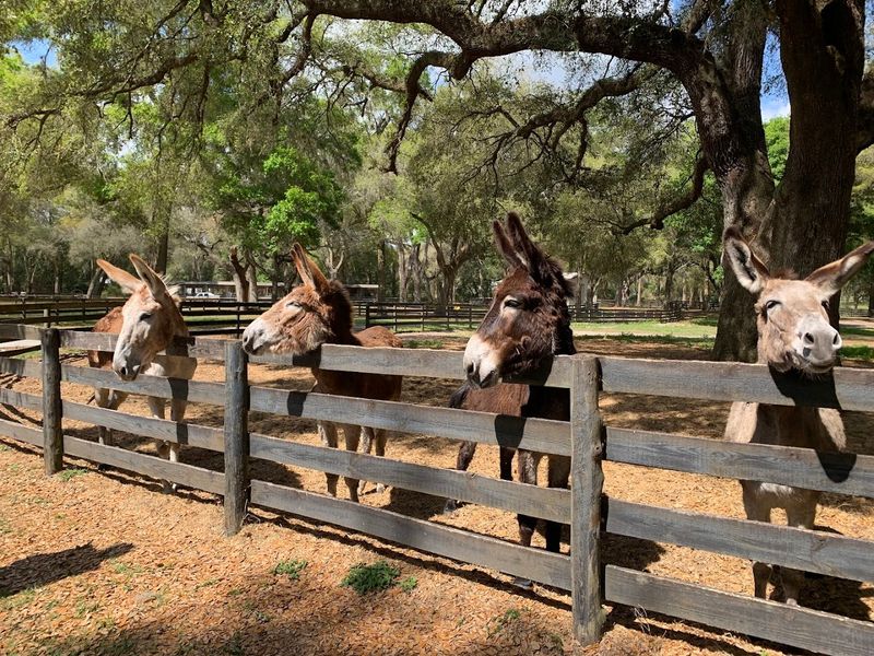 Donkeys, Parrots, And The Supporting Cast
