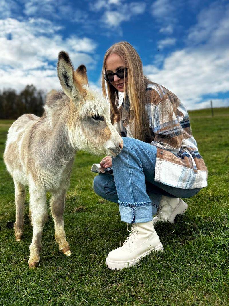 Donkeys, Pigs, Kittens, And More