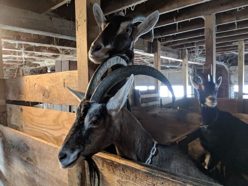 Join The Morning Chores