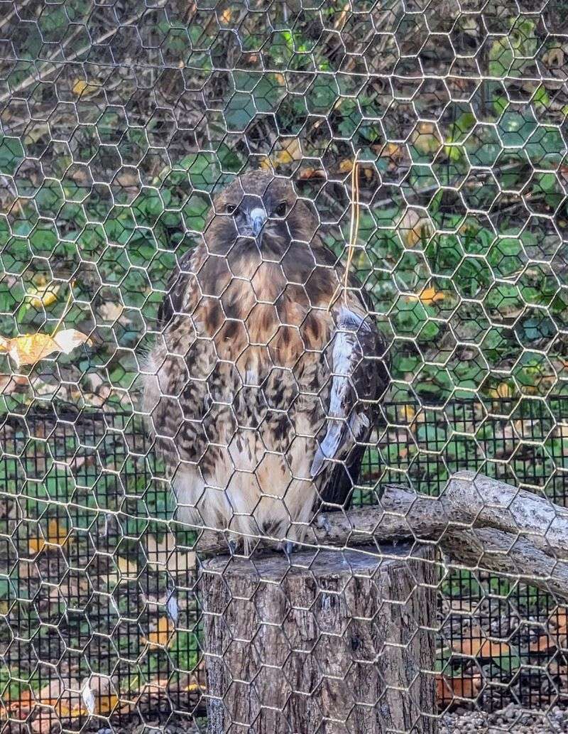 Don't Skip The Upland Game Bird Display