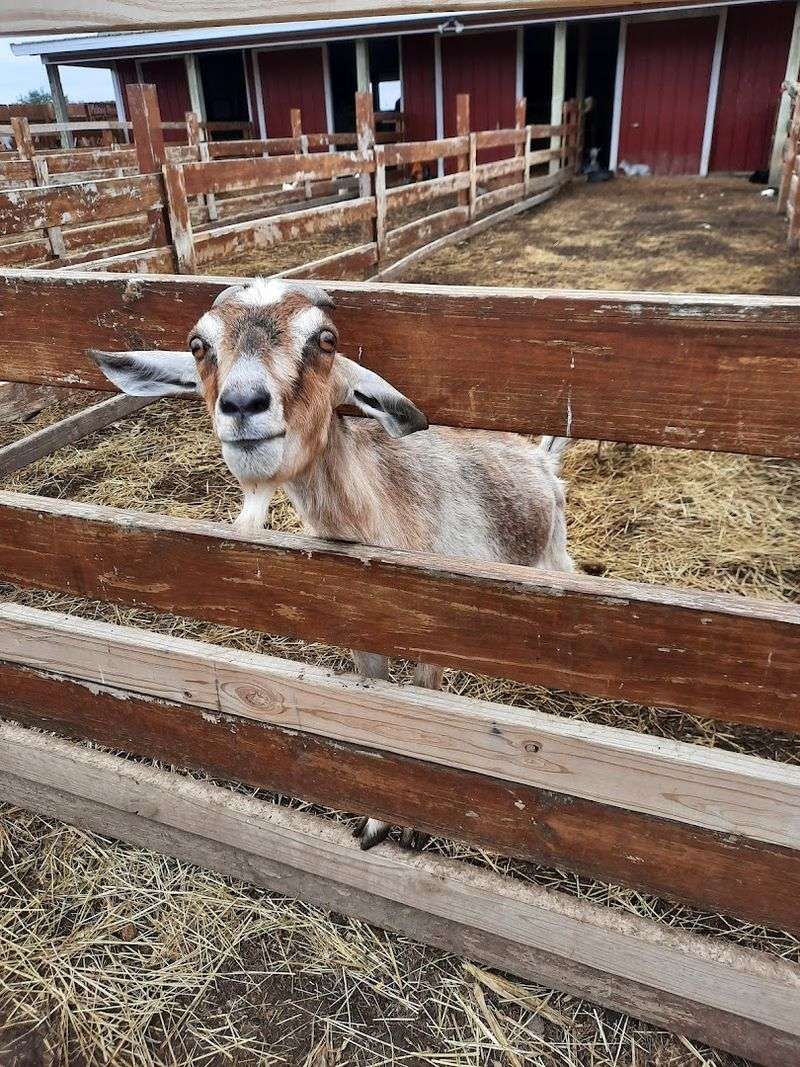 Animal Encounters That Light Up Young Faces