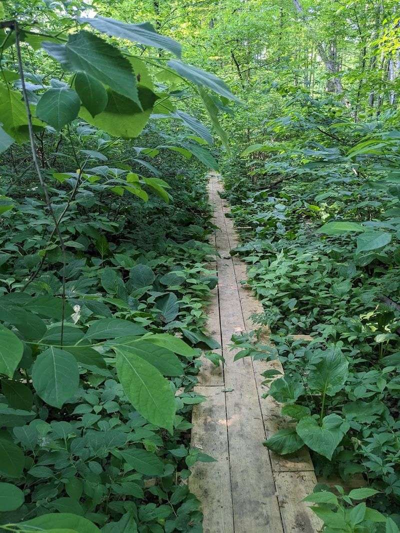 Dowagiac Woods Nature Sanctuary