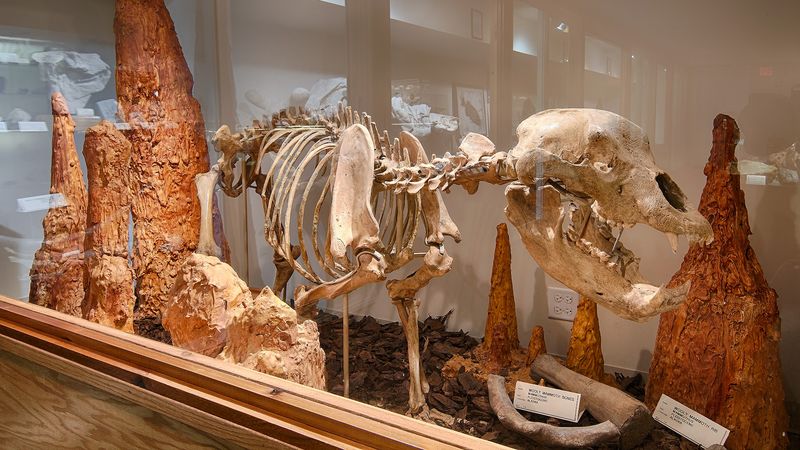 Downstairs, A Free Trip Through Prehistoric Time