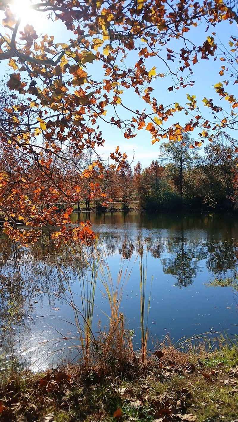 Dog-Friendly Hiking Trails