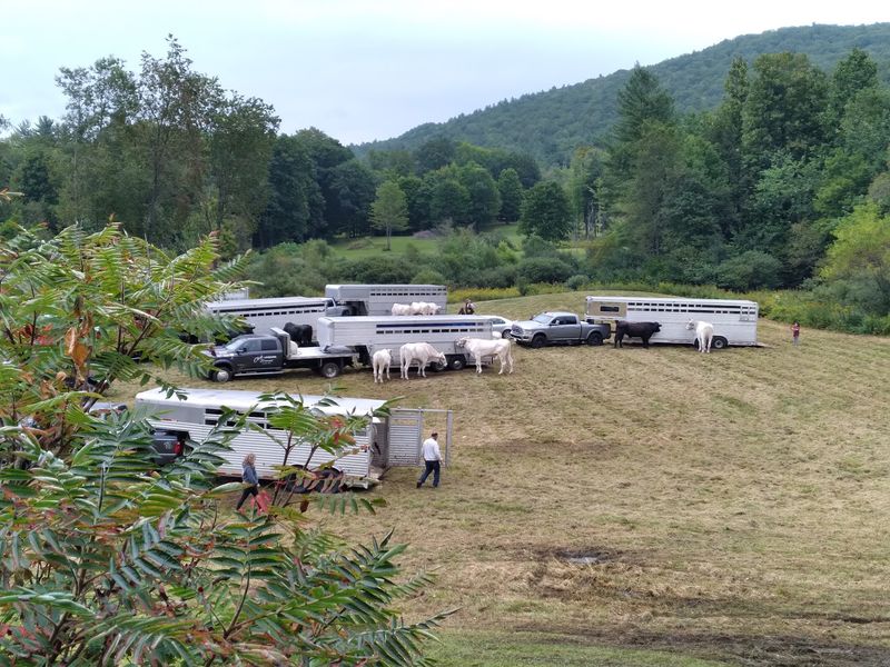 Draft Horses And Farm Heritage That Steals The Show
