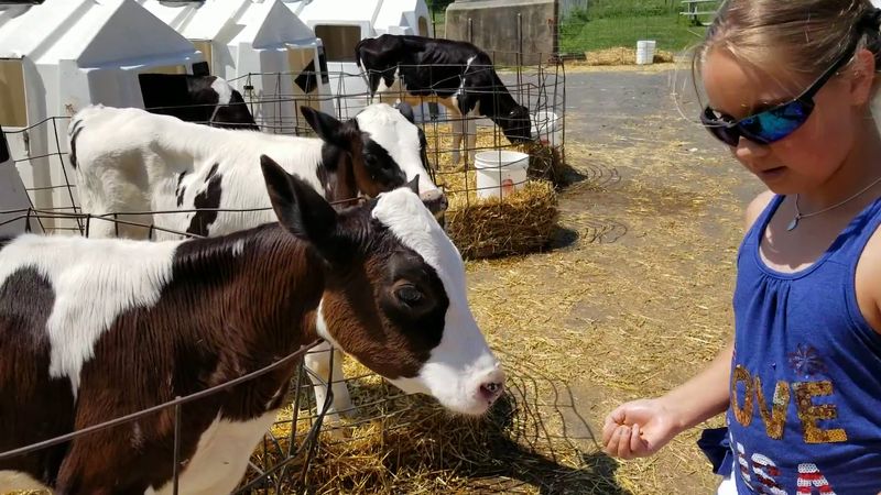 Dress For A Working Dairy