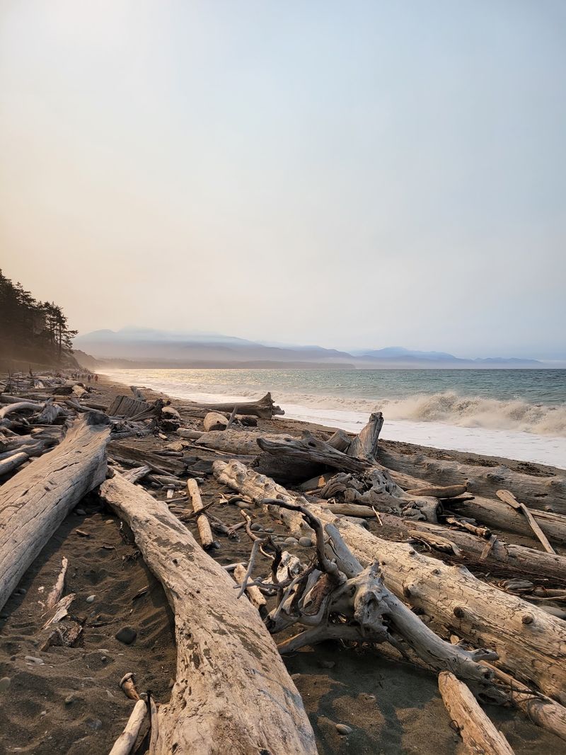 Driftwood Piles Made For Building Forts