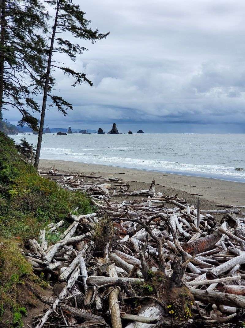 Driftwood, Sea Stacks, And Big Open Sand