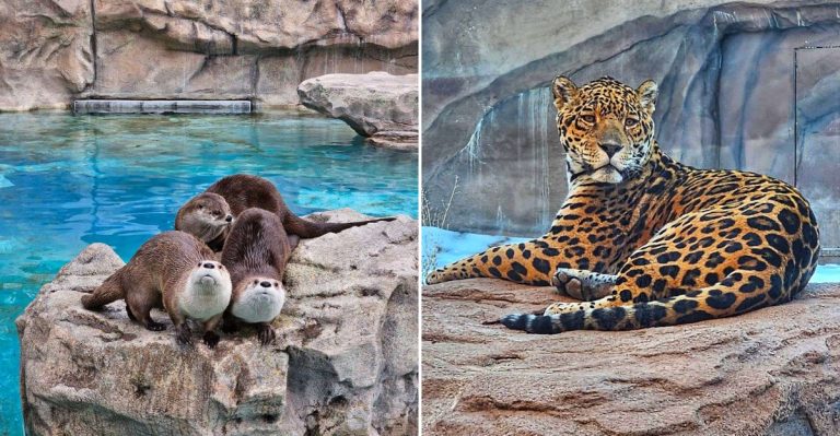 Drive Through 160 Acres Of Wild Animal Habitats At This Thrilling Park In Williams, Arizona