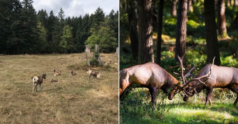 Drive Through 435 Acres Of Wild Animal Habitats At This Thrilling Park In Washington