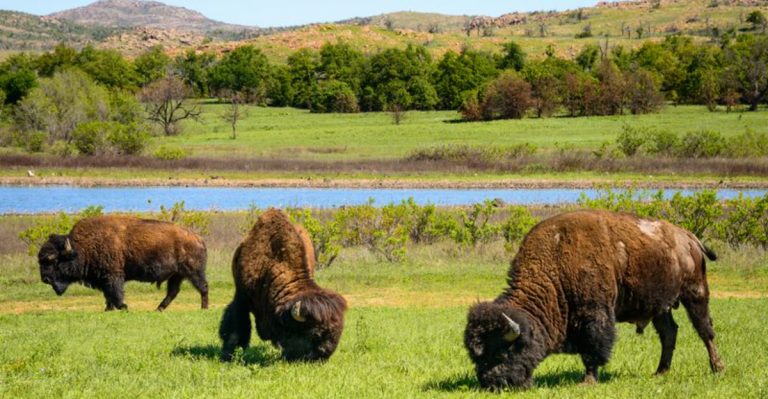 Drive Through This Oklahoma Prairie And You’ll Share The Road With Bison And Elk