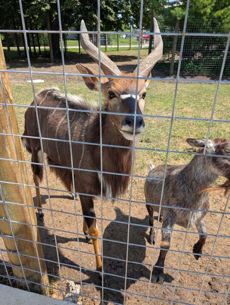 Walk-Through Sections Let You Feed Friendly Farm Animals