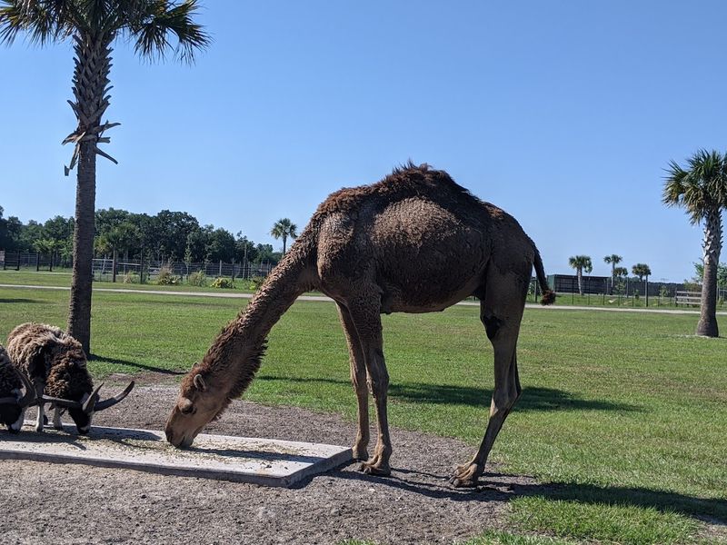 Get Up Close With Free-Roaming Animals