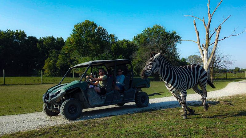Drive-through safari layout