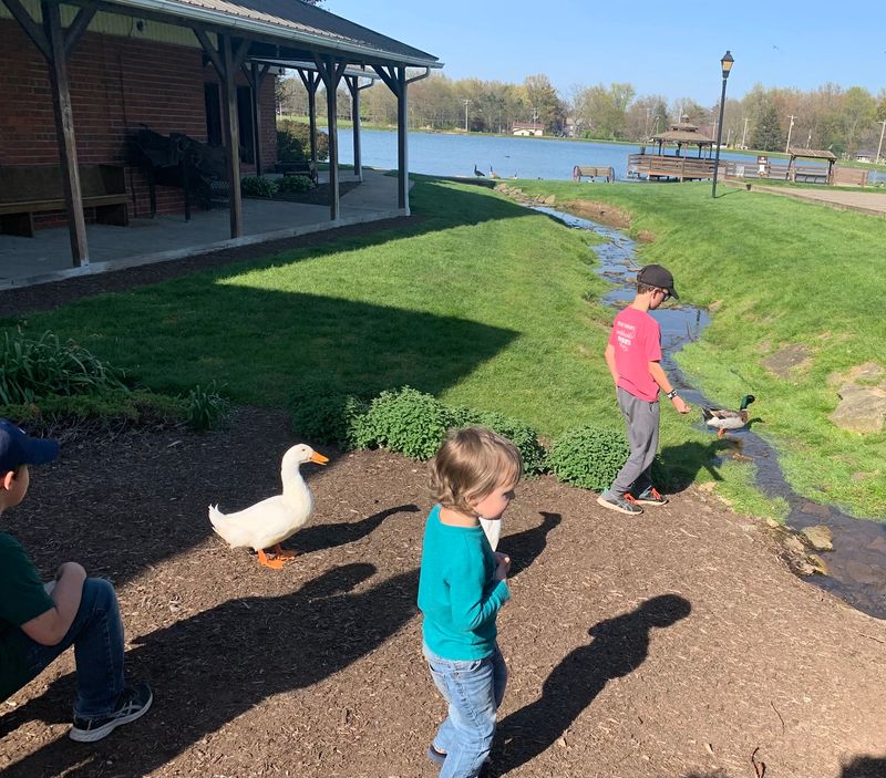 Ducks, Catfish, And A Pond Full Of Entertainment