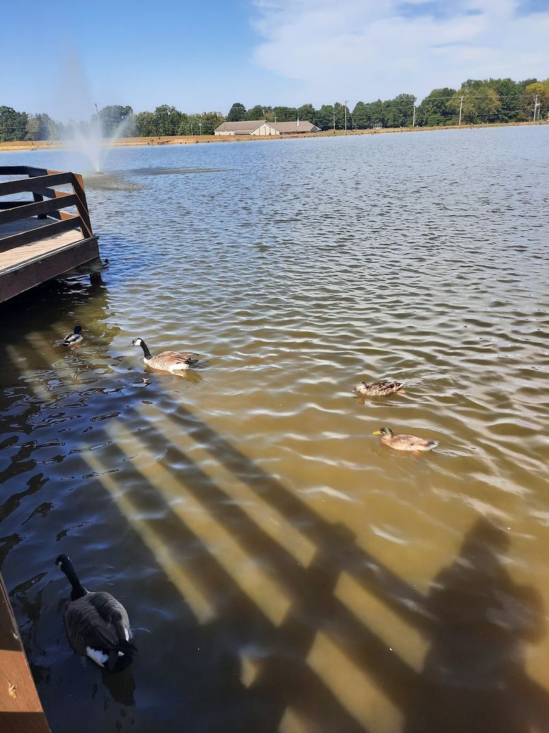 Ducks, Catfish, And A Pond Worth Walking