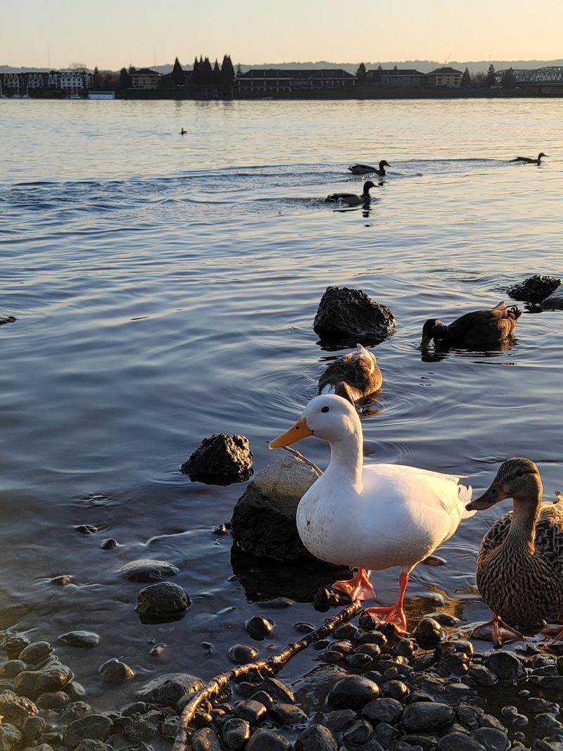 Ducks, Geese, and a Bustling Cast of Wildlife