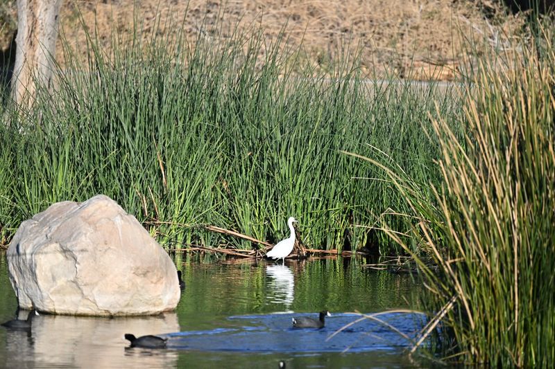 Ducks, Waders, and a Busy Bird List