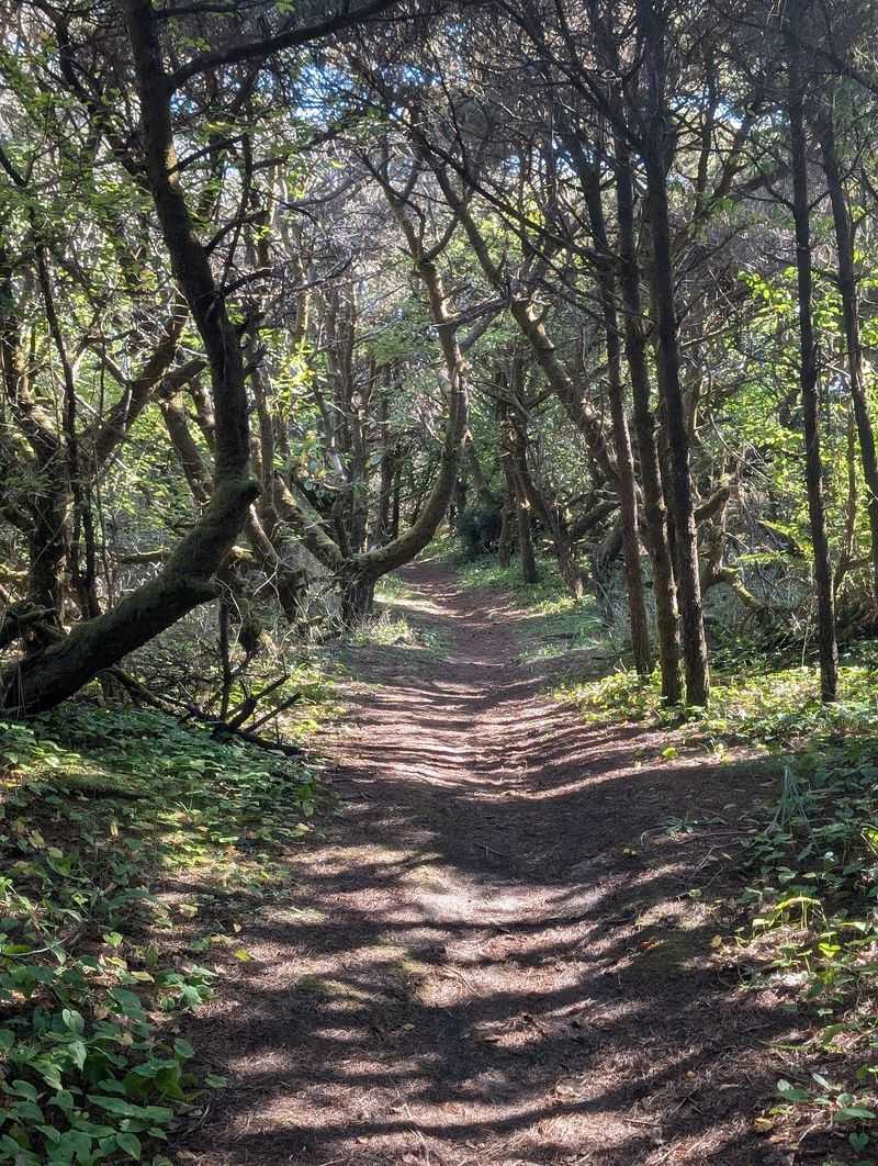 Dune Paths And The Shifting Sands Trail