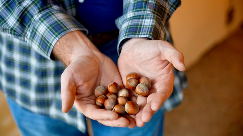 Hazelnuts (Filberts)