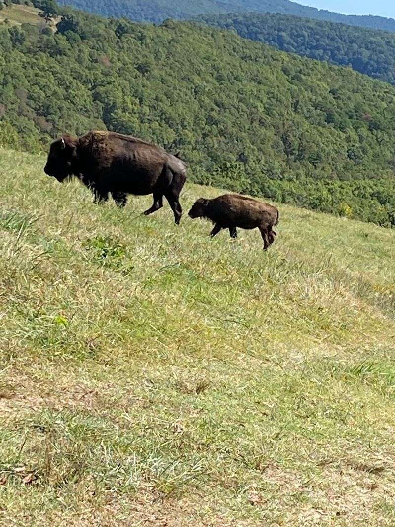 Seasonal Calving Scenes Across Open Fields