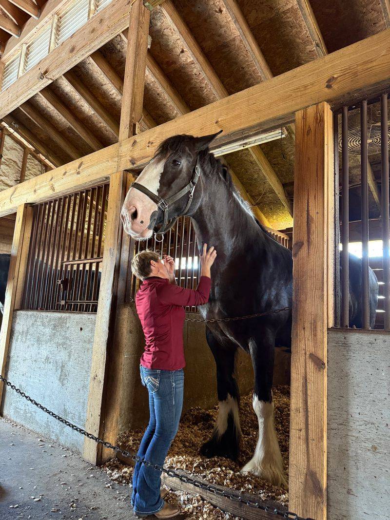 Each Clydesdale On The Farm Has Its Own Distinct Personality
