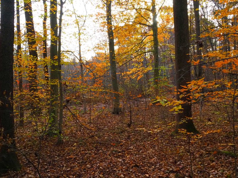 Eagle Creek Nature Preserve, Garrettsville Eagle Creek Nature Preserve, Garrettsville