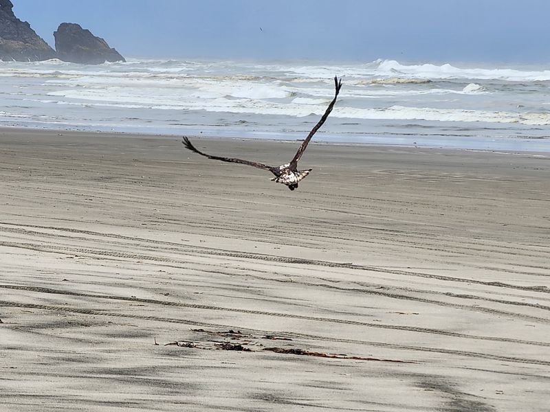 Eagles, Deer, and Other Wild Neighbors