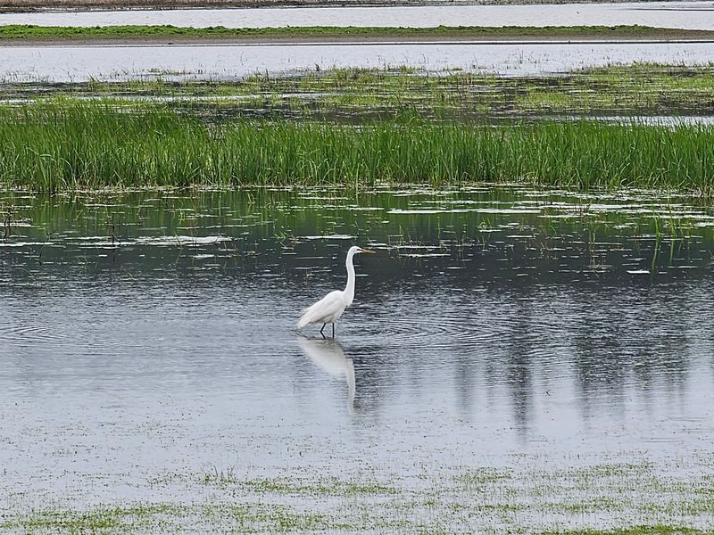 Eagles, Egrets, and Ospreys