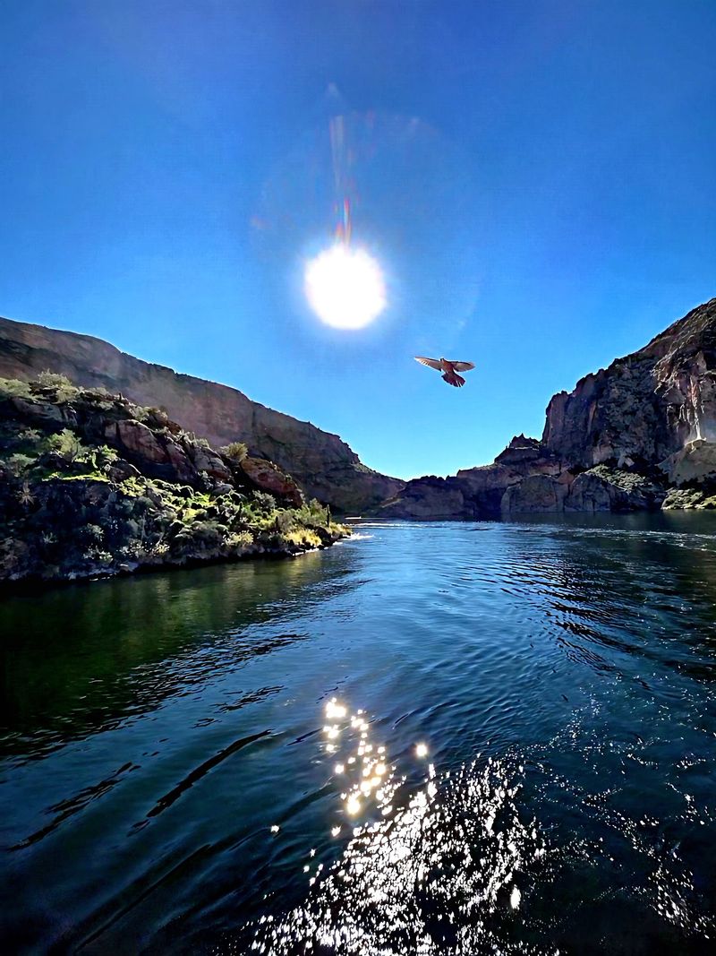 Eagles Overhead and Birds Everywhere