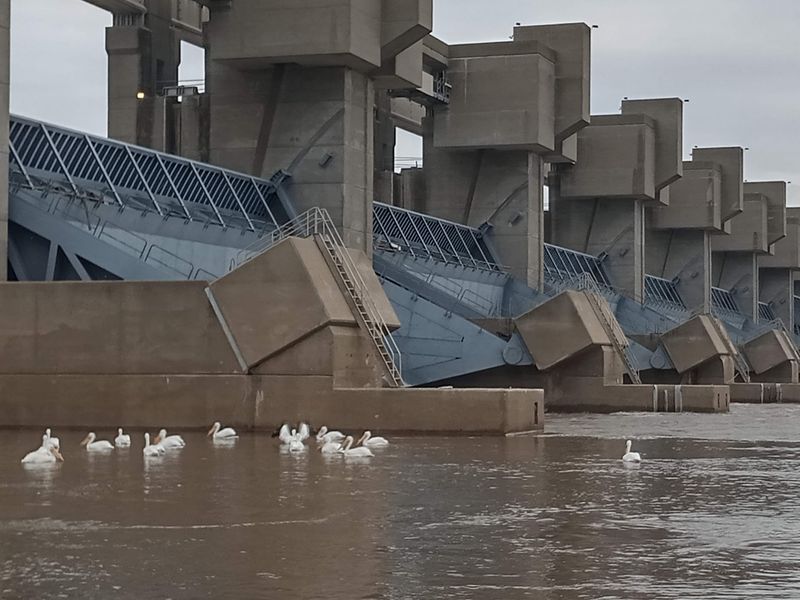 Eagles, Swans, And Other River Neighbors