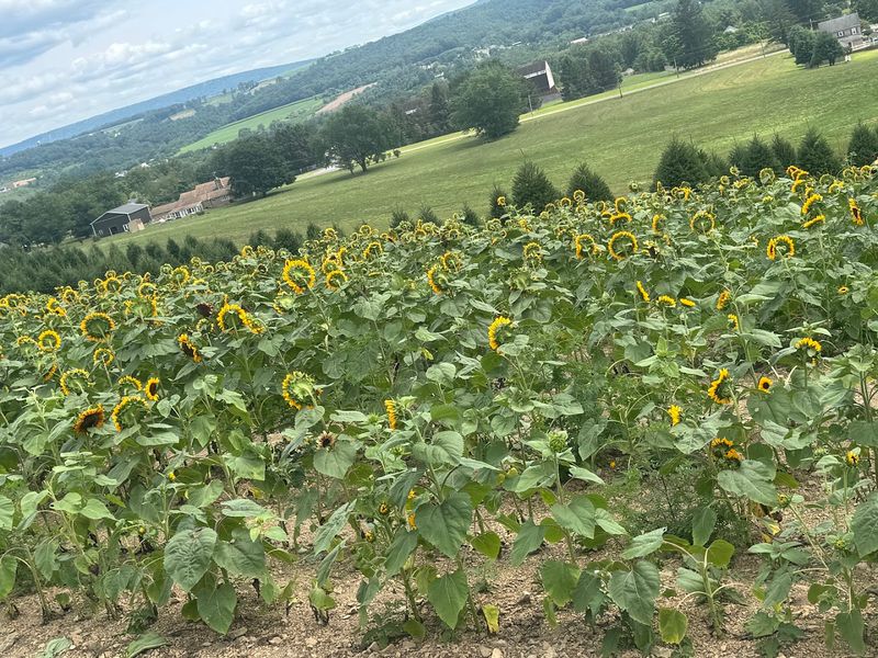 Early August Is The Sweet Spot For Sunflower Season