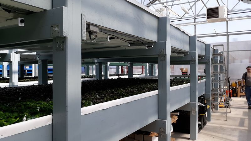 Inside The Aquaponics System