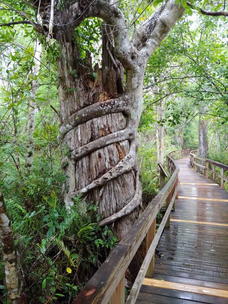 East Main Tram, Fakahatchee Strand Preserve