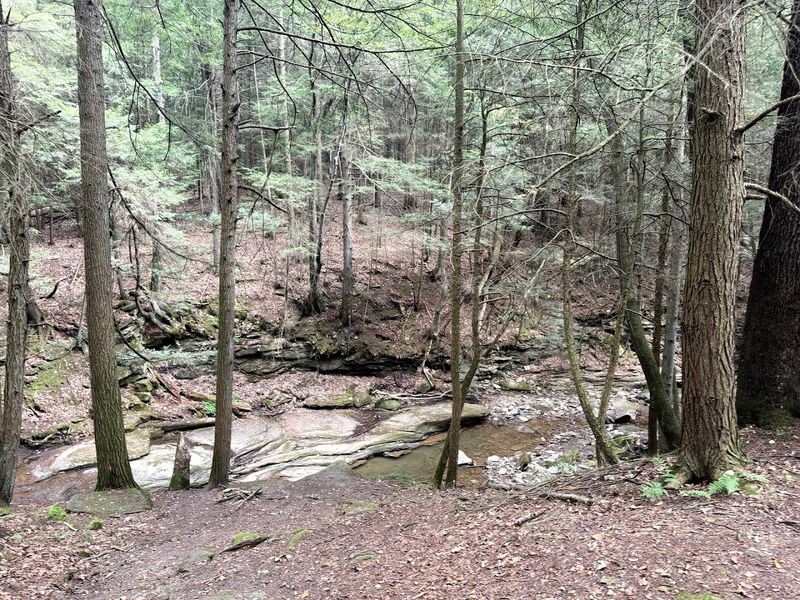 Eastern Hemlocks That Have Stood For Generations