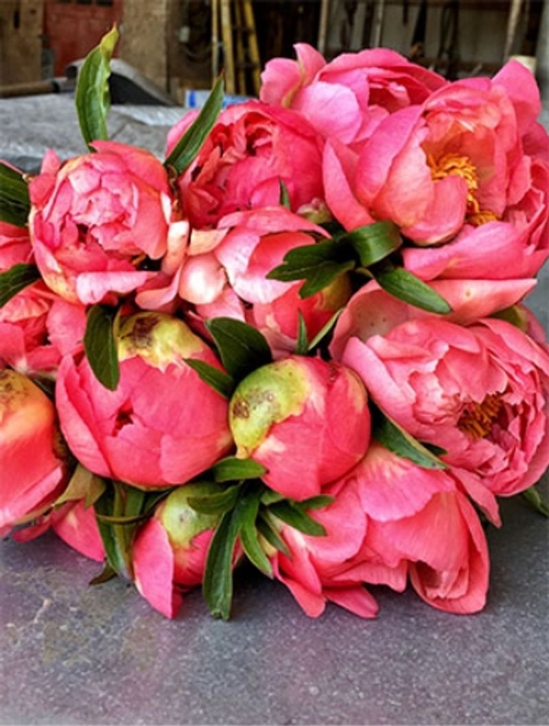 Fresh Cut Peonies 