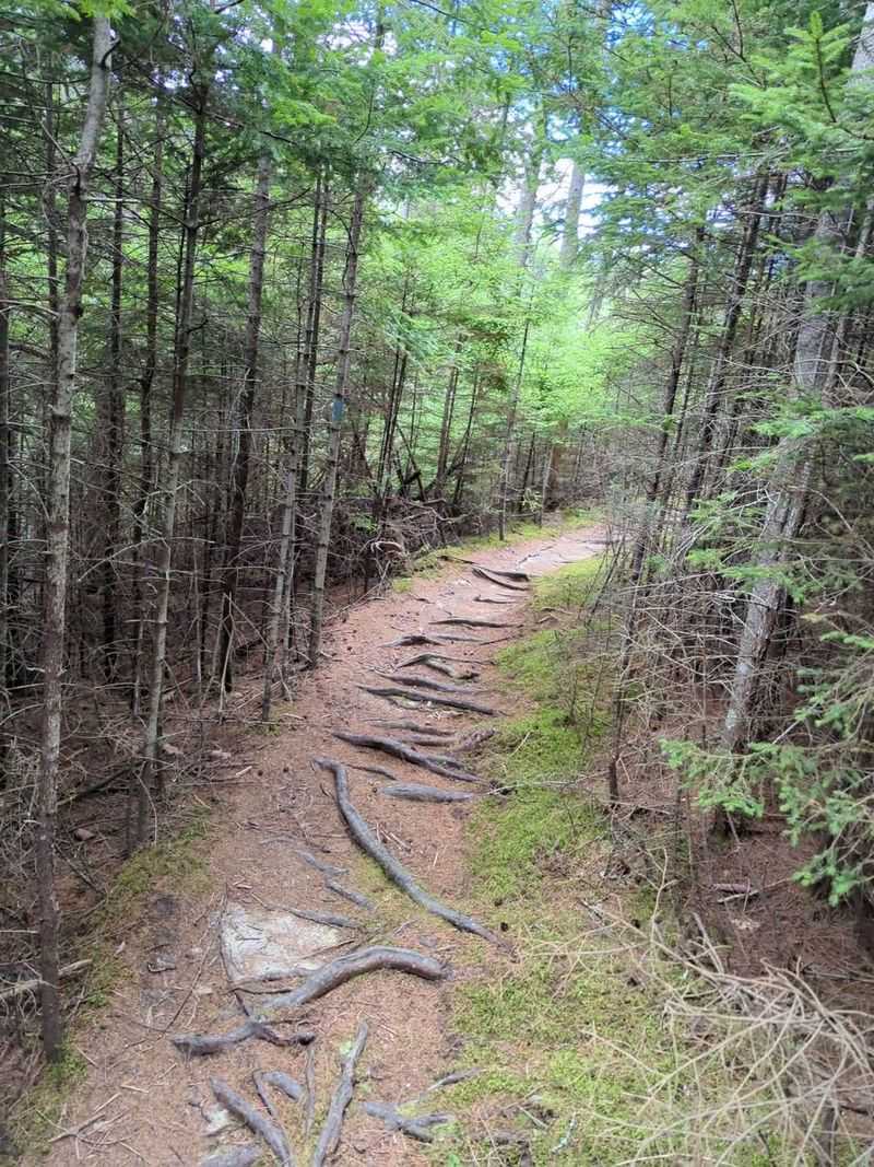 Easy Trails With Rooty Surprises Easy Trails With Rooty Surprises