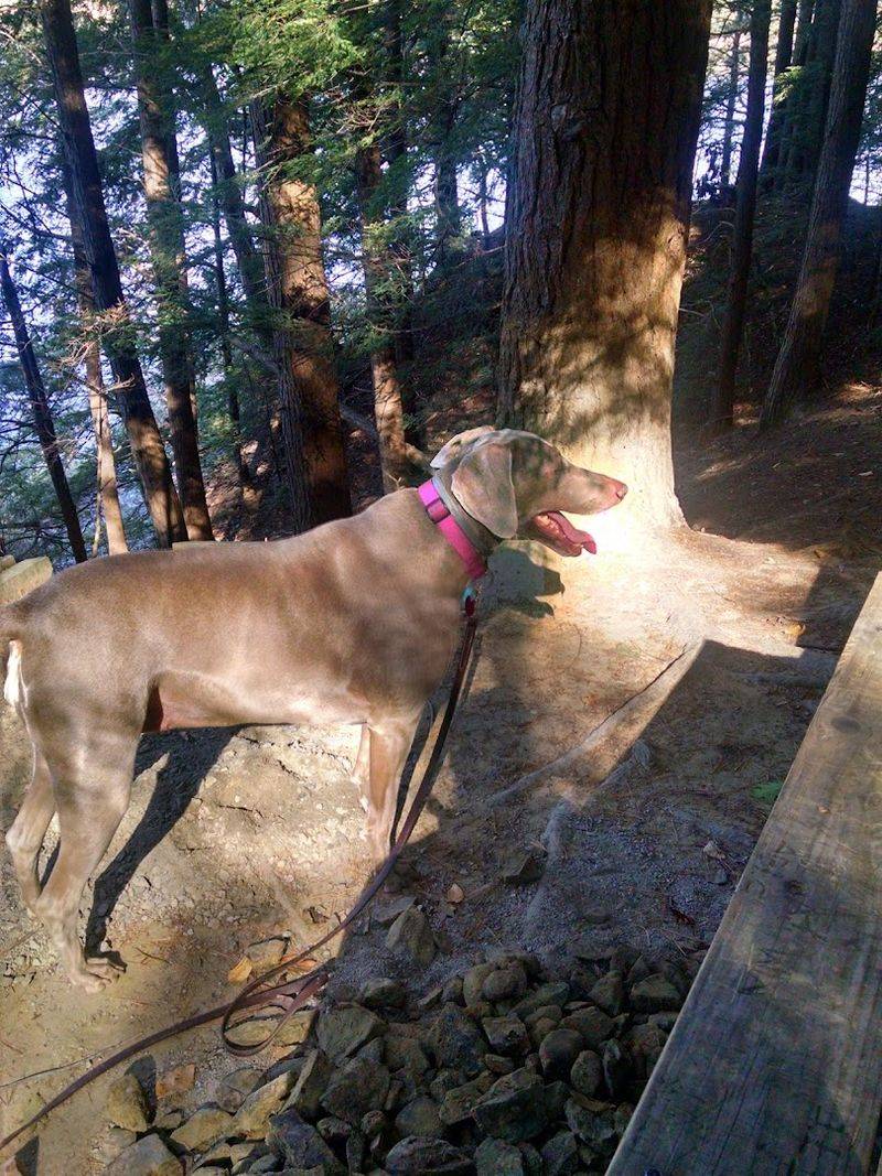 Dog-Friendly Trails 