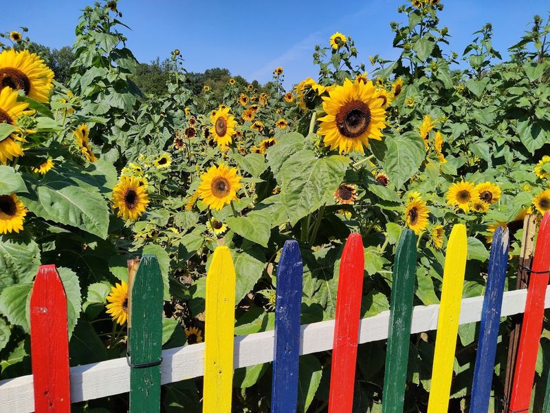 Dress For Wind, Dust, And Sun