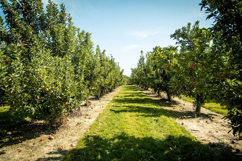 Eckert's Grafton Farm - Grafton, IL
