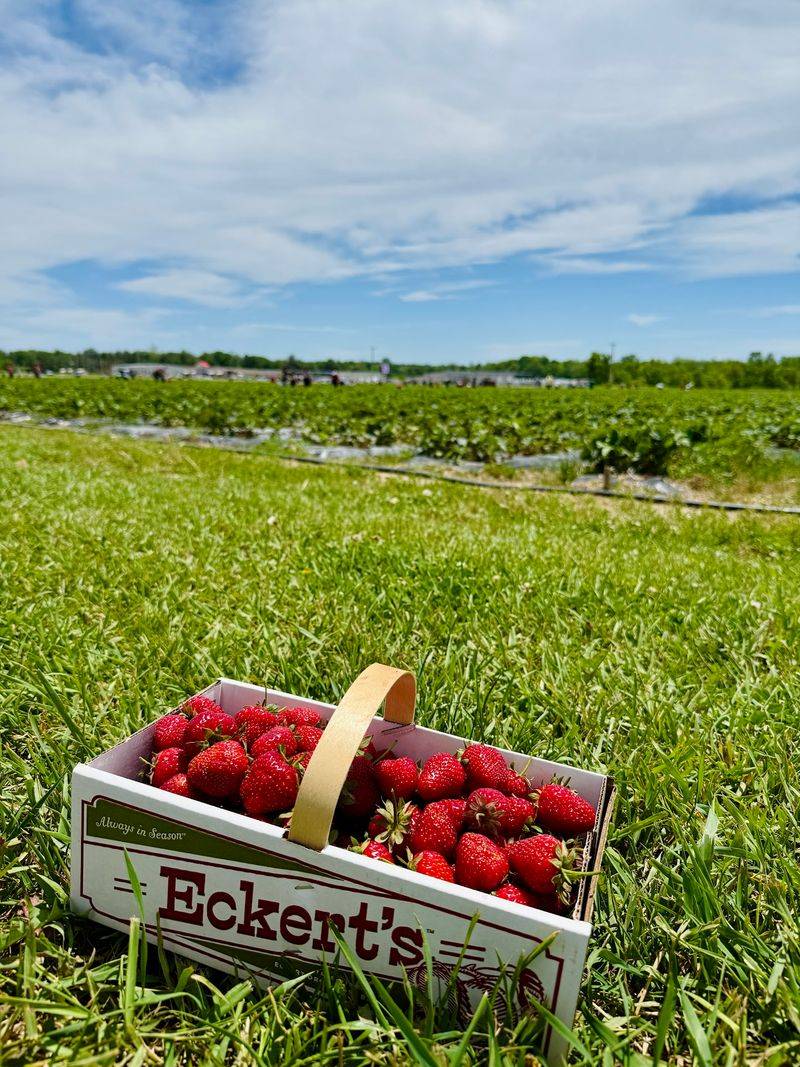 Eckert's Pick Your Own Belleville Farm, Belleville, IL