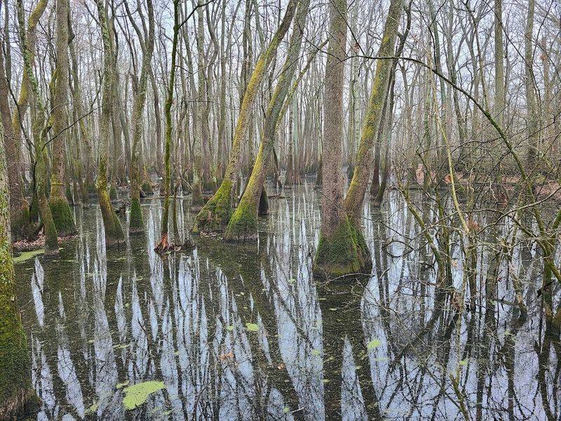 Ecological Significance Behind The Scenery